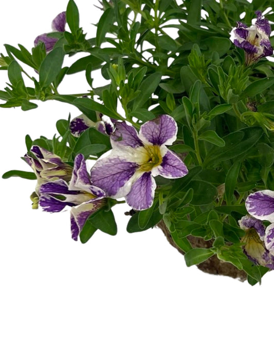 Calibrachoa 'Candyshop Grape Splash'