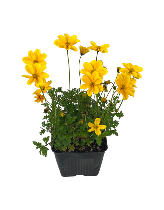Bidens 'Golden Empire'