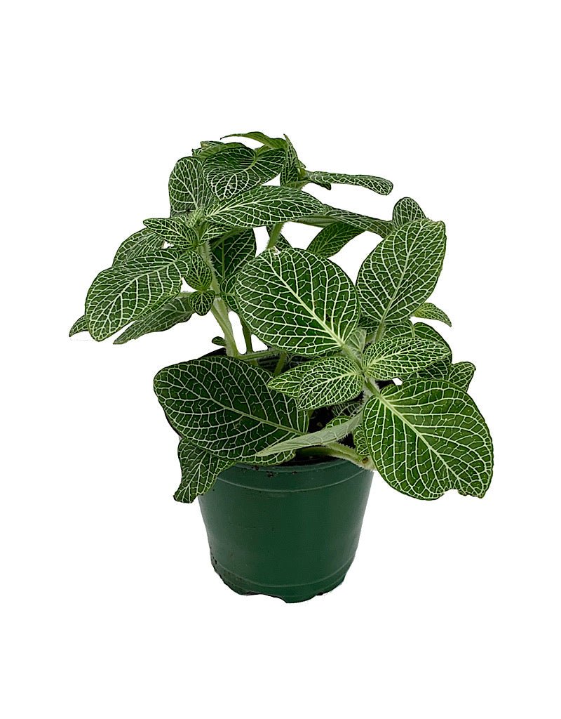 Fittonia albivenis 'White Mini' 4 inch - The Garden Corner