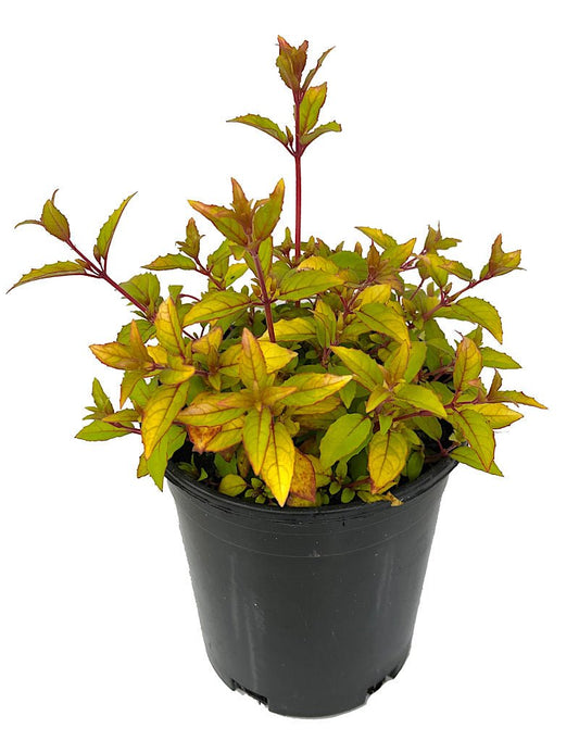 Fuchsia m. 'Aurea' 1 Gallon - The Garden Corner