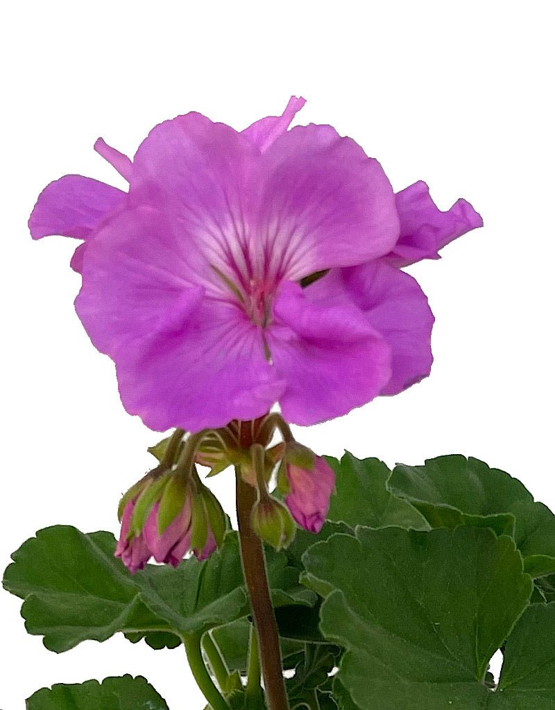 Geranium Zonal 'Moonlight Lavender Evolution' – The Garden Corner