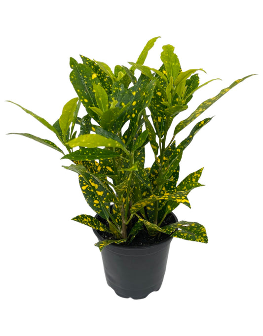 Codiaeum variegatum 'Gold Dust' 4 inch - The Garden Corner