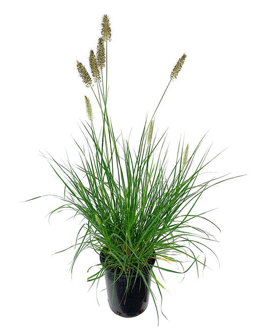 Pennisetum alopecuroides 'Hameln'