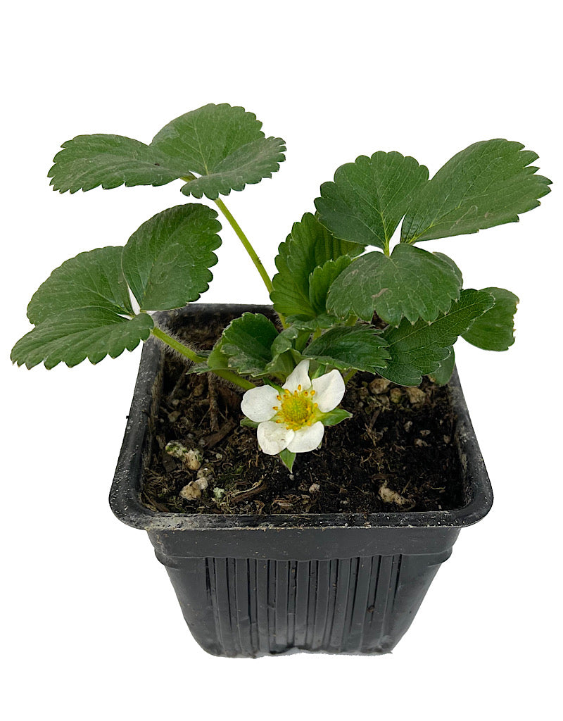 Strawberry 'Albion' 4 Inch