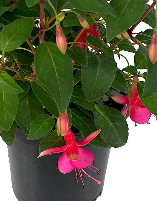 Fuchsia 'June Bride' - The Garden Corner
