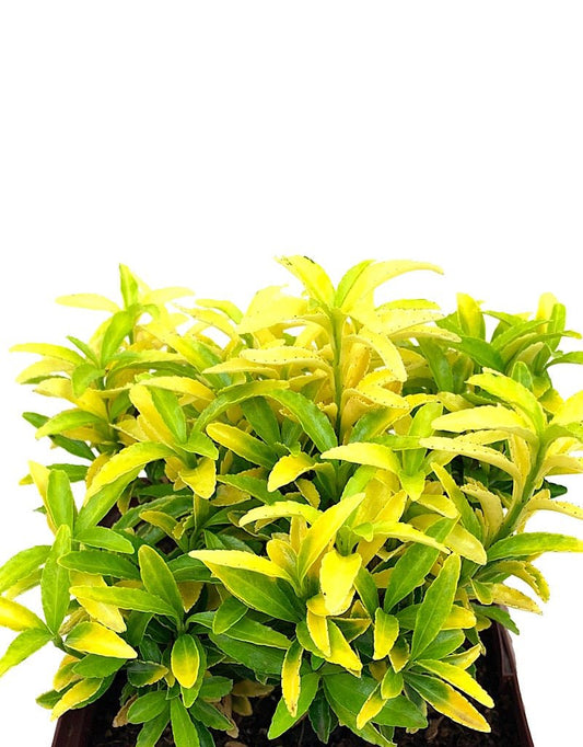 Euonymus 'Butterscotch' Quart - The Garden Corner