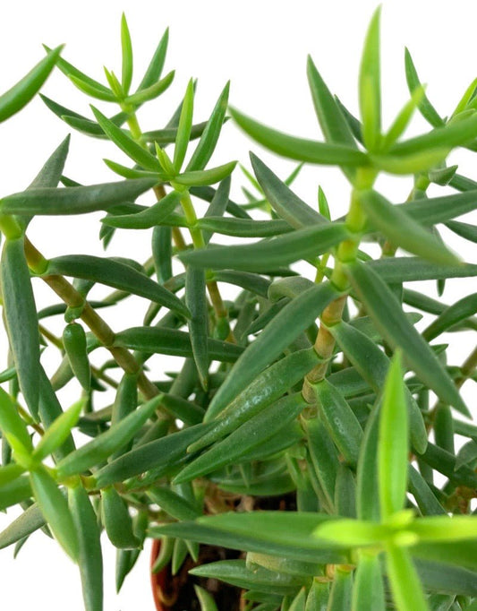 Crassula tetragona 4 Inch - The Garden Corner