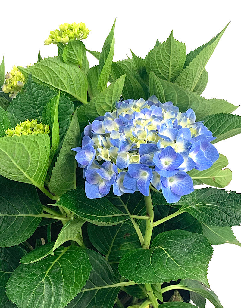 Hydrangea macrophylla 'Berner' 2 Gallon
