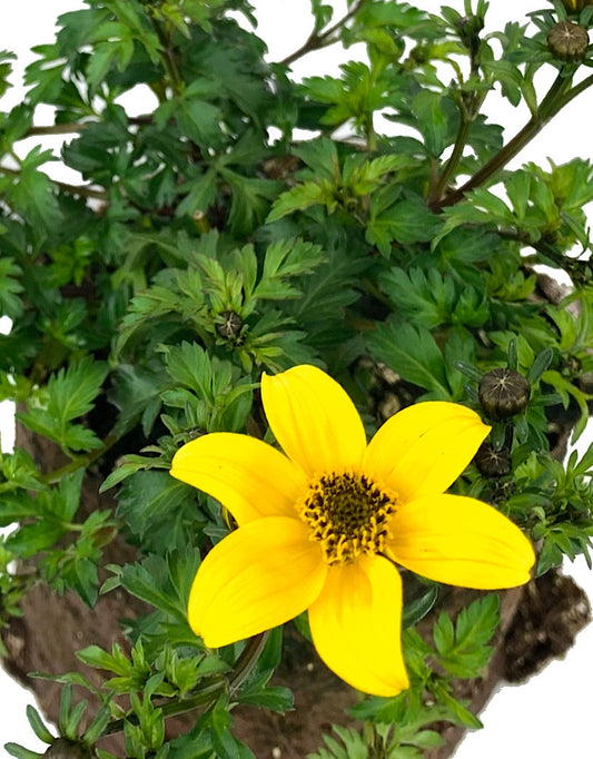 Bidens 'Beedance Yellow'