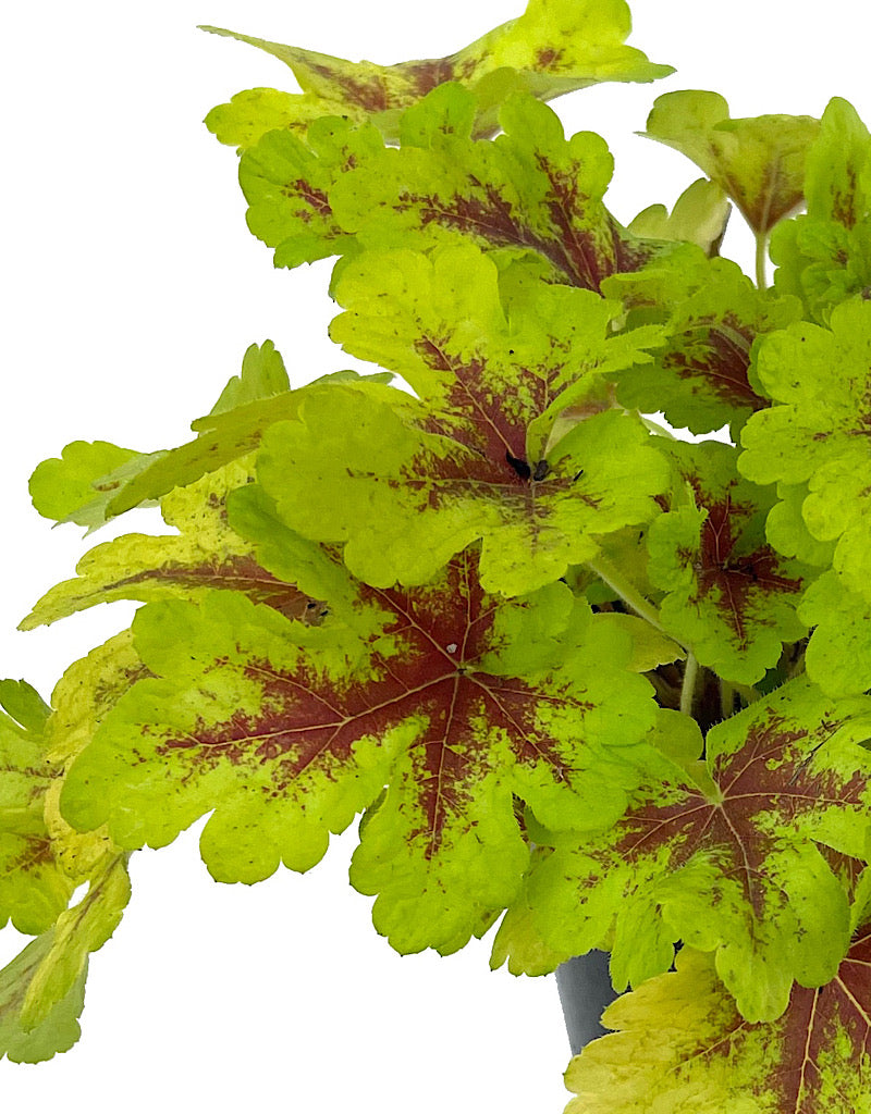 Heucherella 'Mojito' Quart