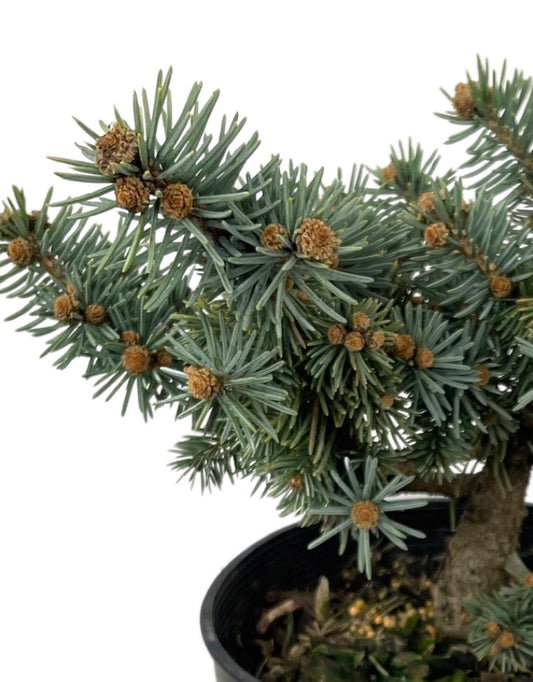 Picea pungens  €˜Niemetz  1 Gallon