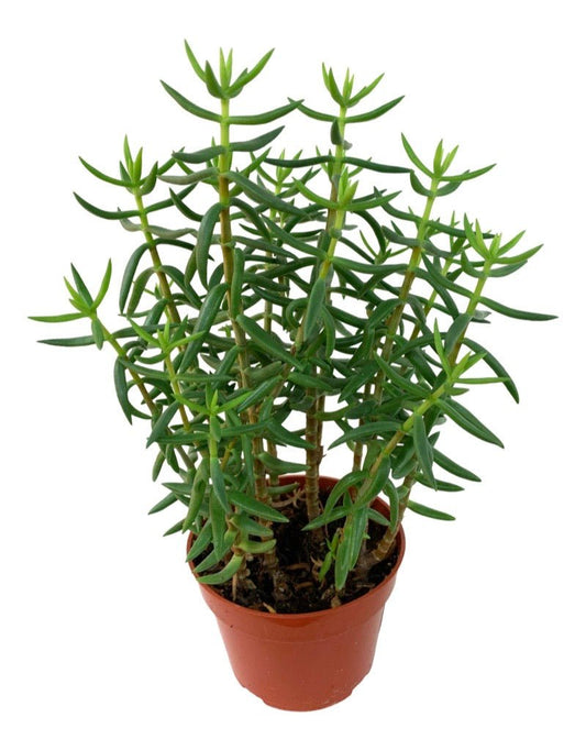 Crassula tetragona 4 Inch - The Garden Corner