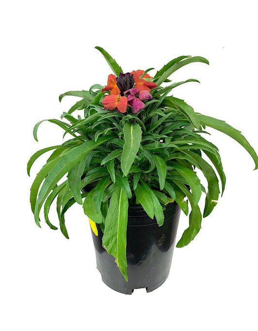 Erysimum 'Winter Orchid' 1 Gallon - The Garden Corner