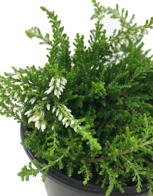 Calluna vulgaris 'Claire' 4 Inch