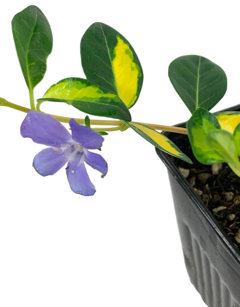 Vinca minor 'Illumination' 4 Inch