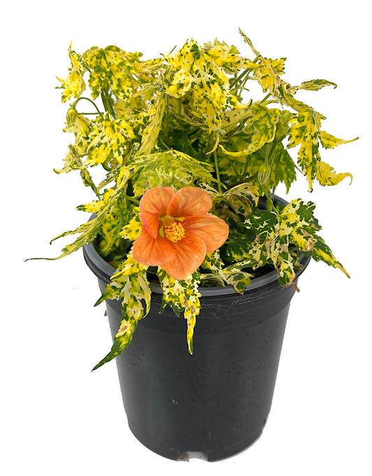 Abutilon pictum 'Thompsonii'