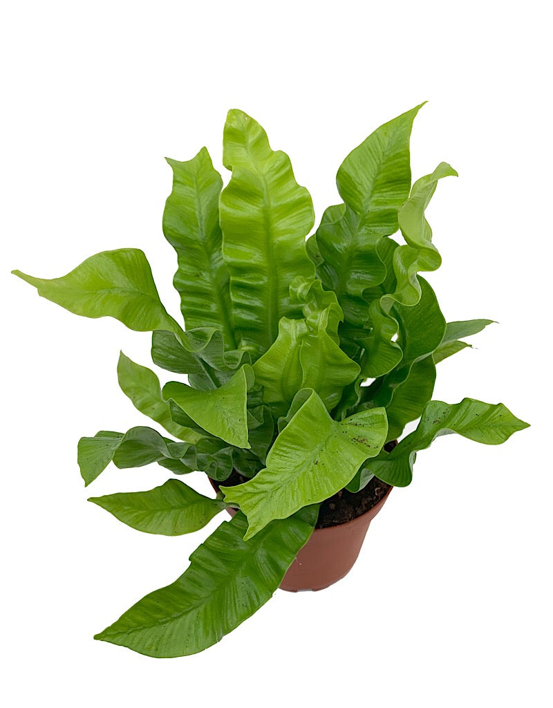 Asplenium nidus 'Crispy Wave'