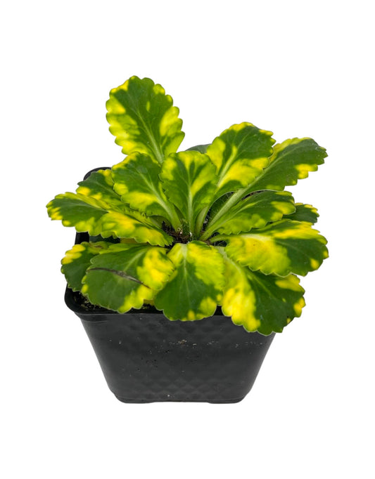 Saxifraga 'London Pride' 4 Inch - The Garden Corner