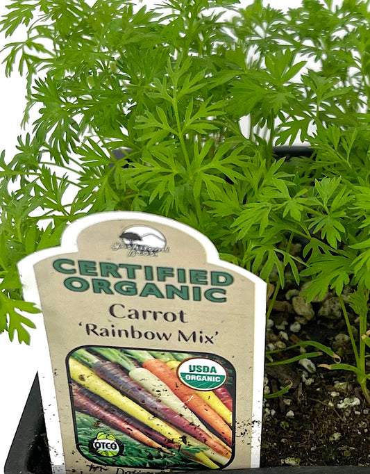 Carrot 'Rainbow Mix' Jumbo Traypack