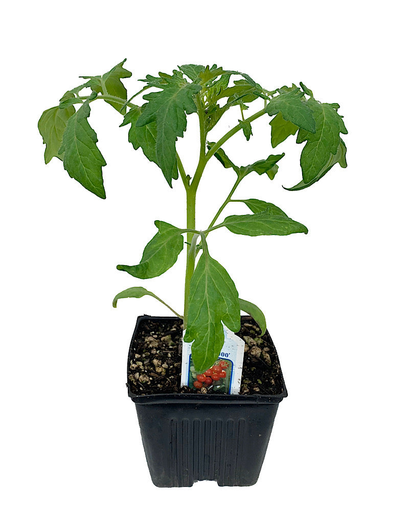 Tomato 'Sweet 100'