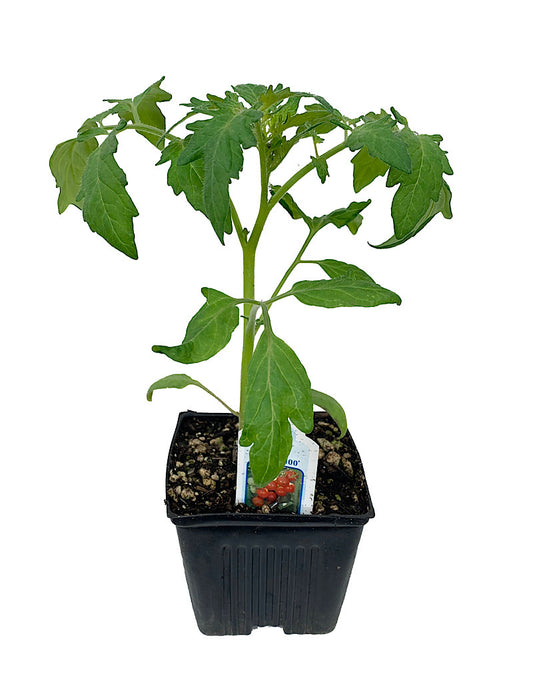 Tomato 'Sweet 100'
