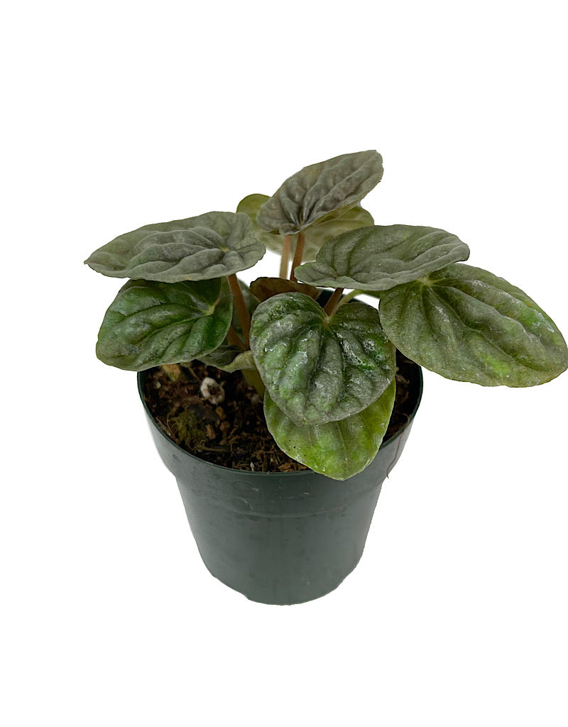 Peperomia caperata 'Luna Grey' - House Plants