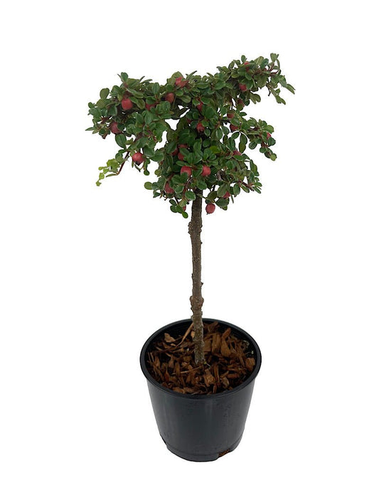 Cotoneaster dammeri 'Strieb's Findling' Topiary Ball 4 Inch - The Garden Corner