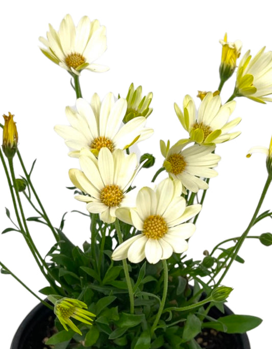 Osteospermum 'Voltage White' 6 Inch