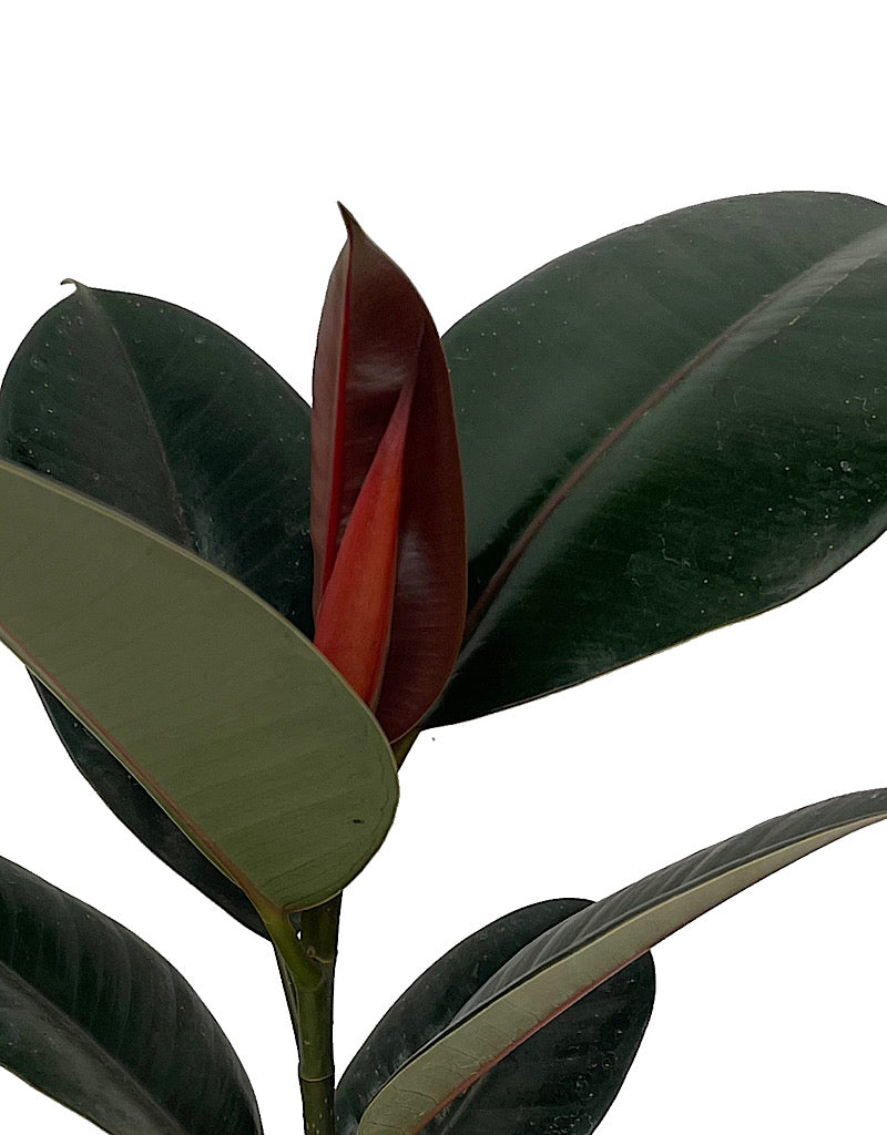 Ficus elastica 'Burgundy'