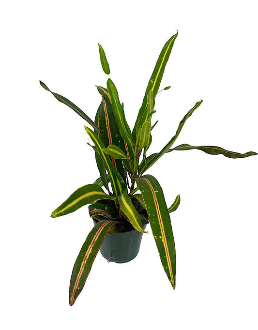 Codiaeum 'Batik' 4 inch - The Garden Corner