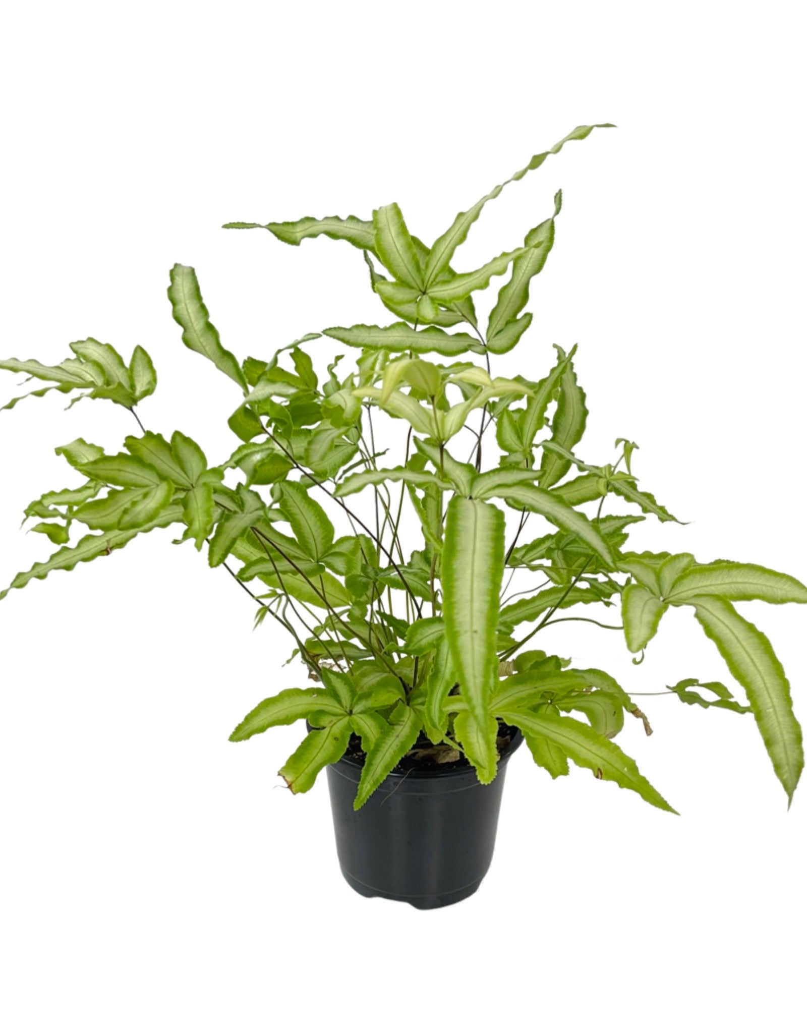 Pteris cretica 'Albolineata' - House Plants