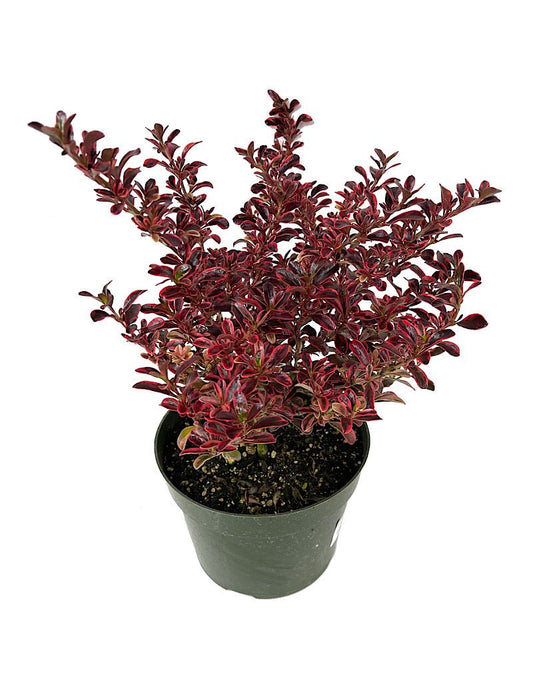 Coprosma 'Fireburst' Quart - The Garden Corner