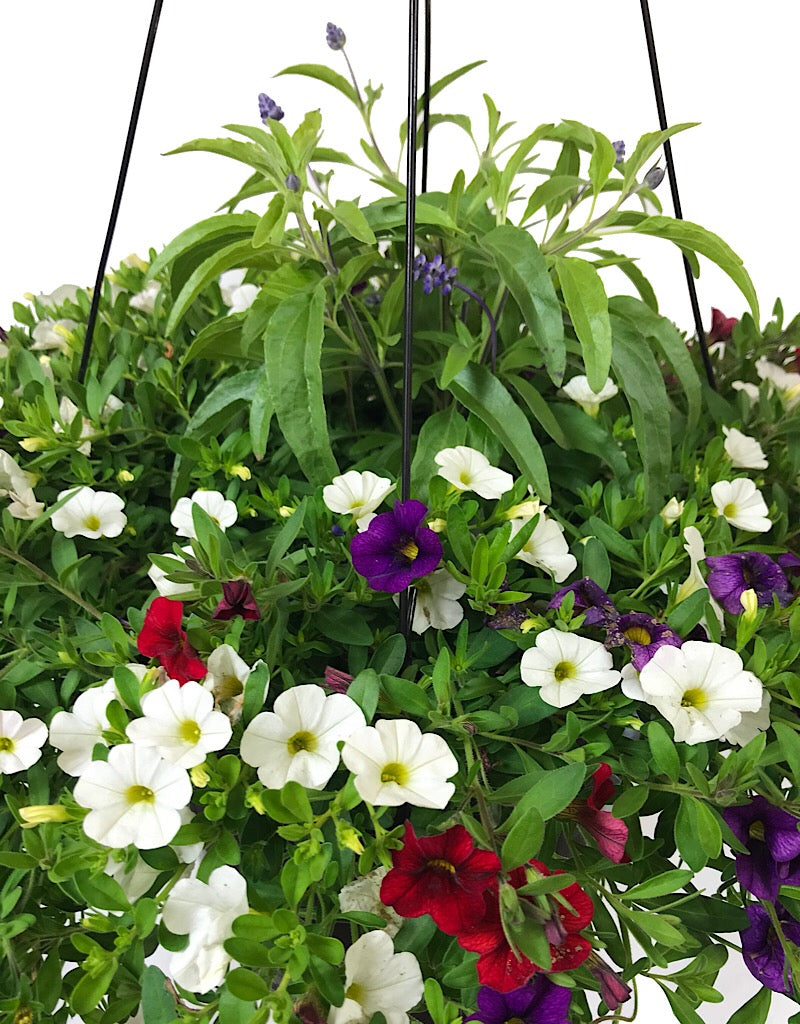 Rebel Basket Combination 3 - Annuals