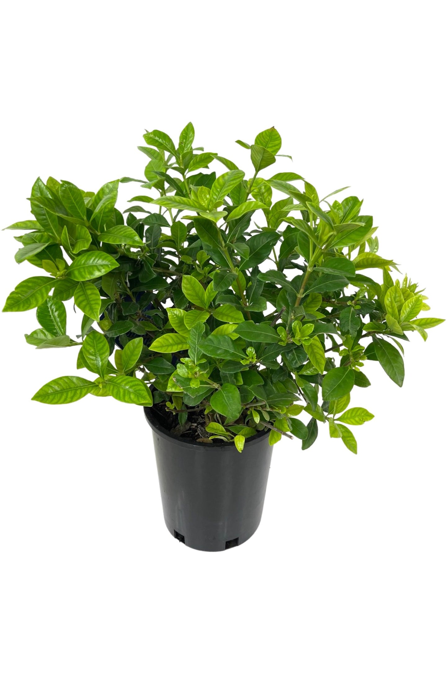Gardenia jasminoides 'Veitchii'