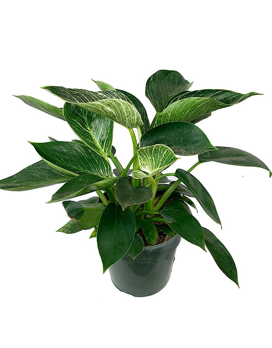 Philodendron 'Birkin'