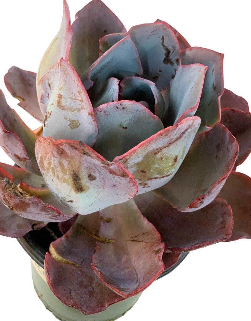 Echeveria 'Afterglow'