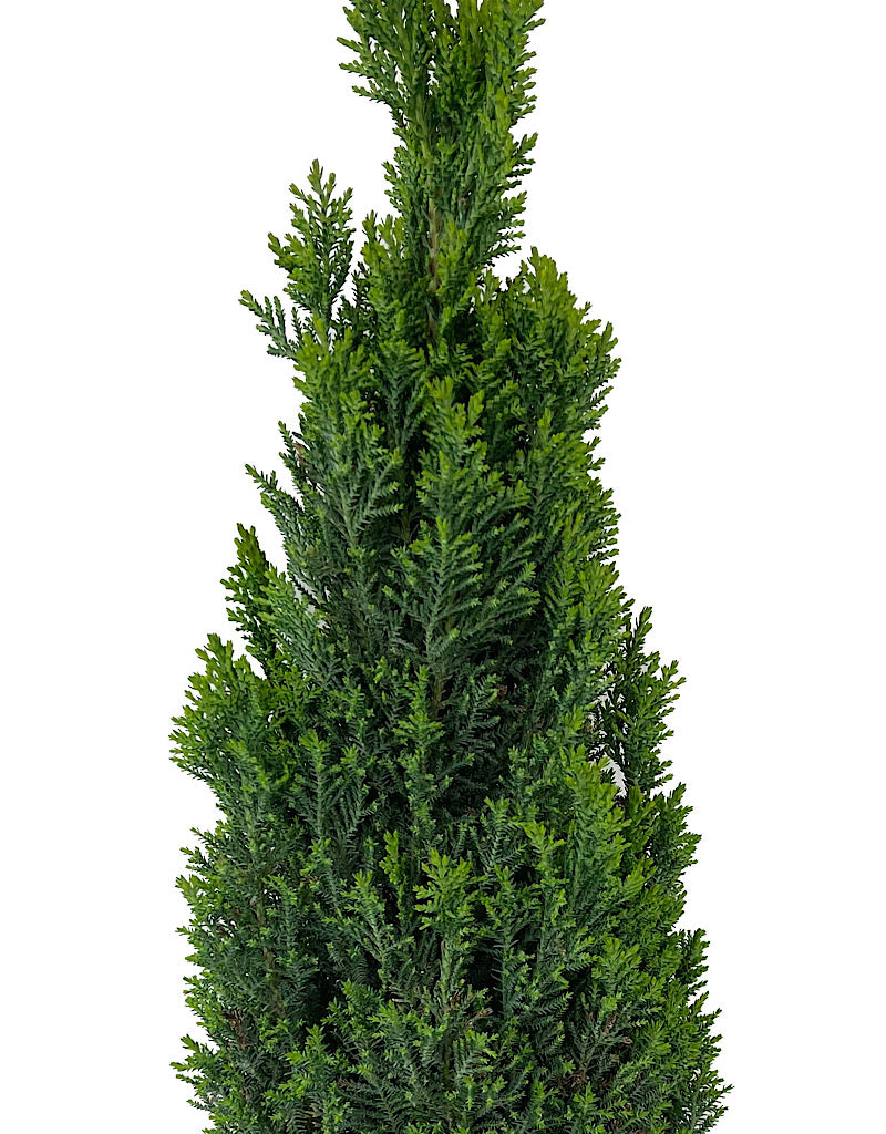 Cupressus sempervirens 2 Gallon