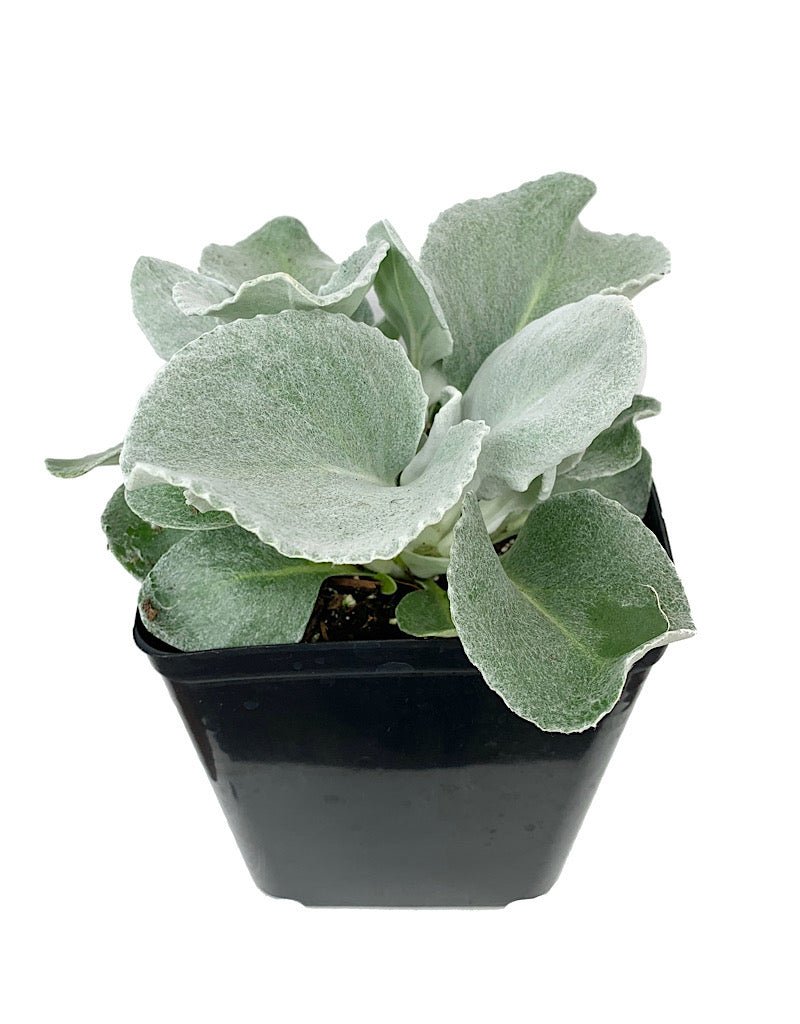 Senecio candicans 'Angel Wings' - The Garden Corner