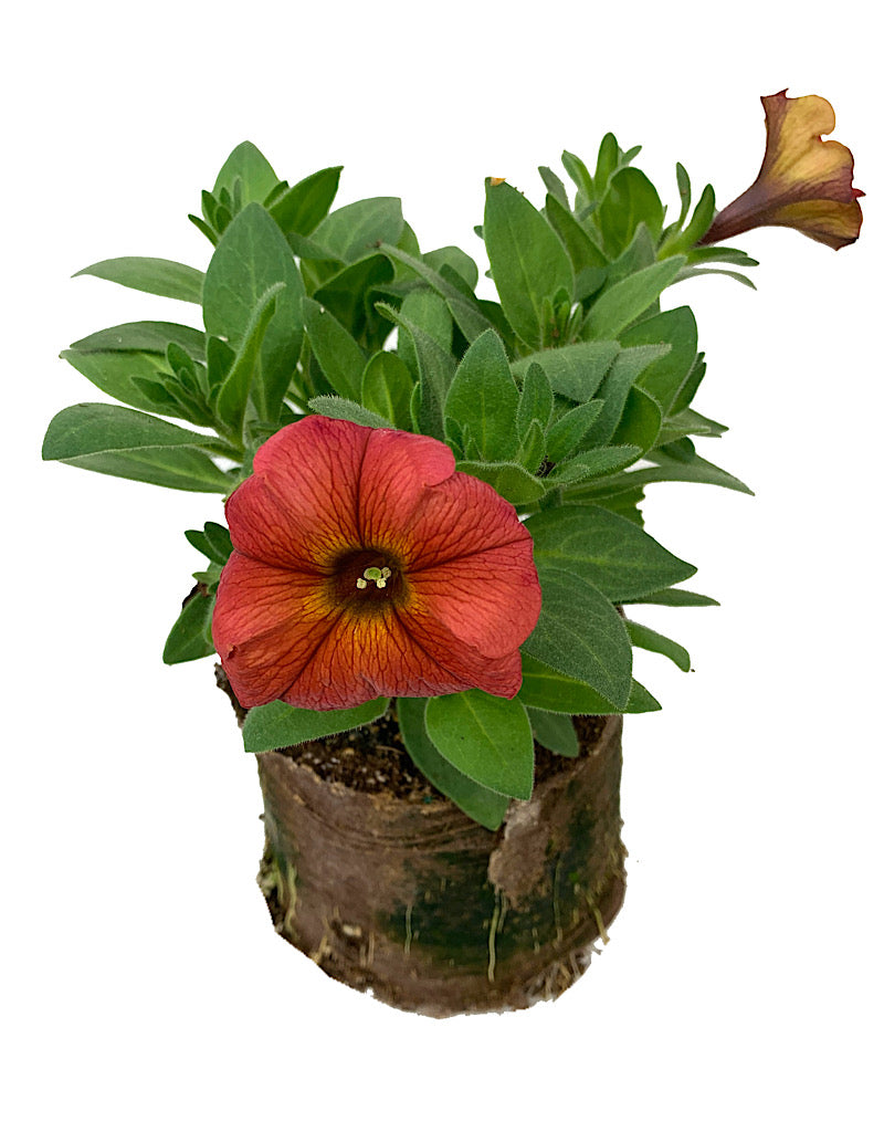 Petchoa 'Supercal Premium Cinnamon'