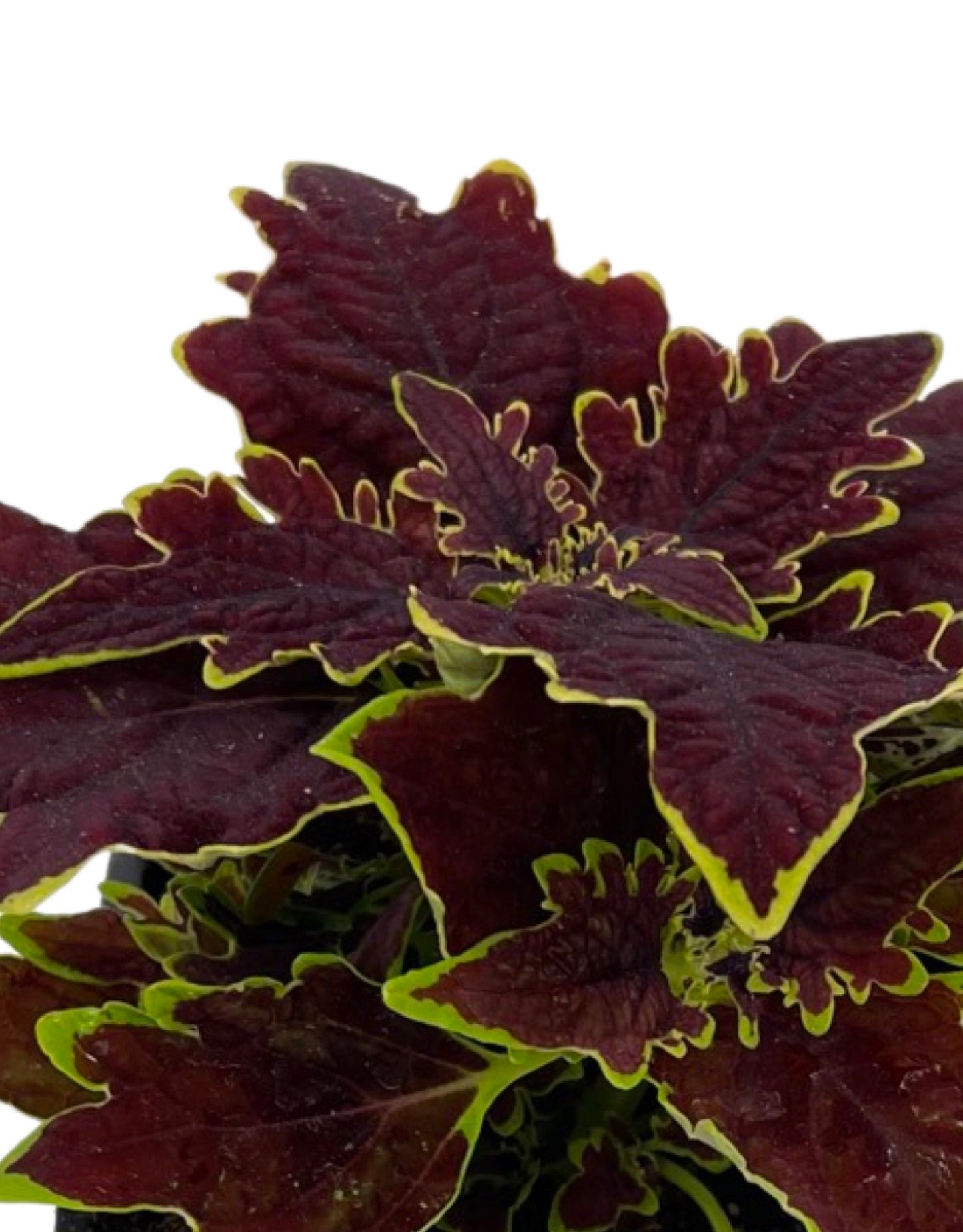 Coleus 'Limewire'