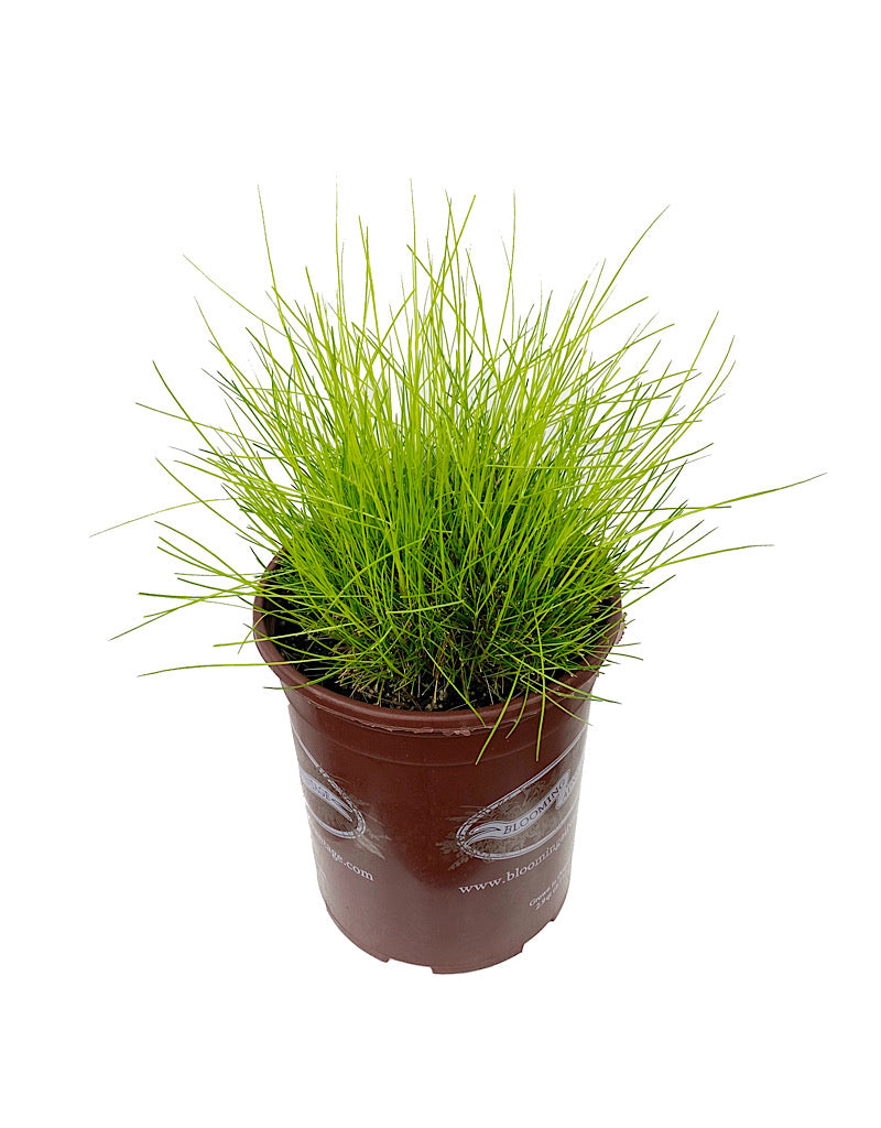 Deschampsia flexuosa 'Aurea'