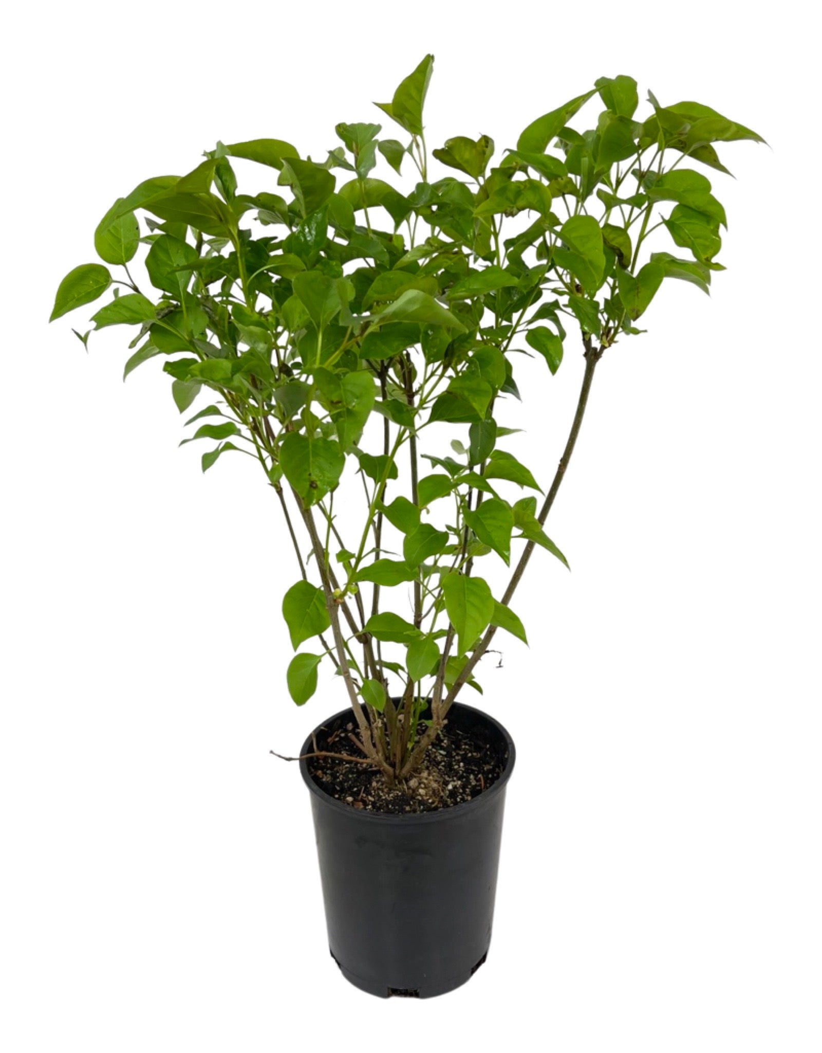 Syringa v. 'Ludwig Spaeth' 1 Gallon - The Garden Corner