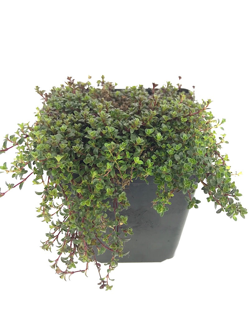 Thymus praecox 'Coccineus'