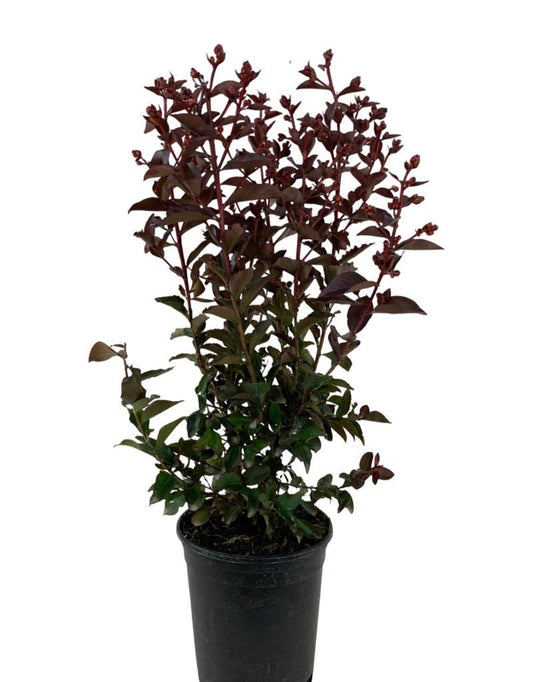 Lagerstroemia 'Double Dynamite' - The Garden Corner
