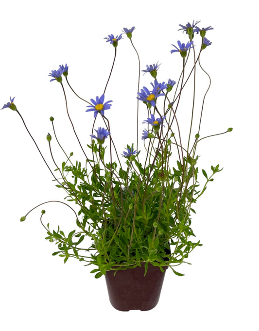 Felicia aethiopica 'Tight and Tidy' - The Garden Corner