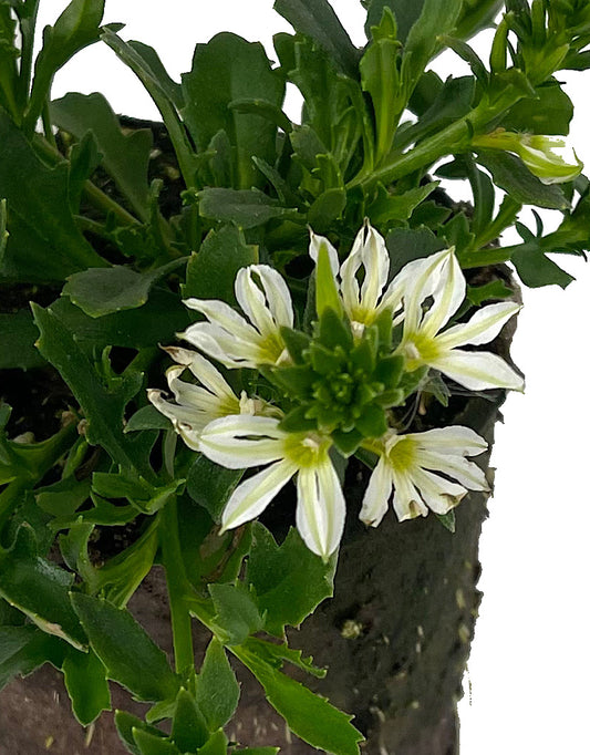 Scaevola 'Surdiva White Imp'
