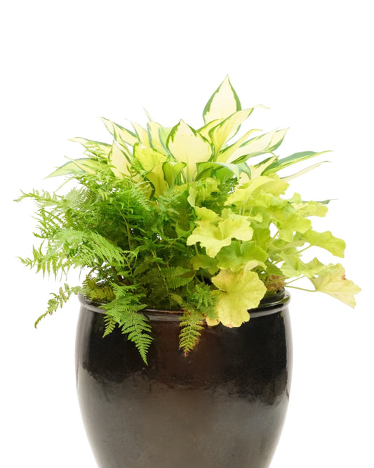 Inspo Combo 'Light Up the Night' - Small - The Garden Corner