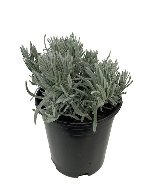 Lavandula lanata x angustifoli 'Ana Luisa' 1 Gallon - The Garden Corner