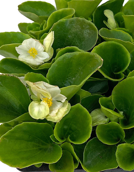 Begonia 'Ambassador White'