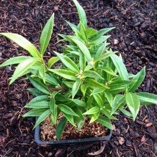 Sarcococca humilis 'Fragrant Valley' - Shrubs
